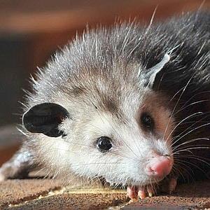 opossum--300x300.jpg